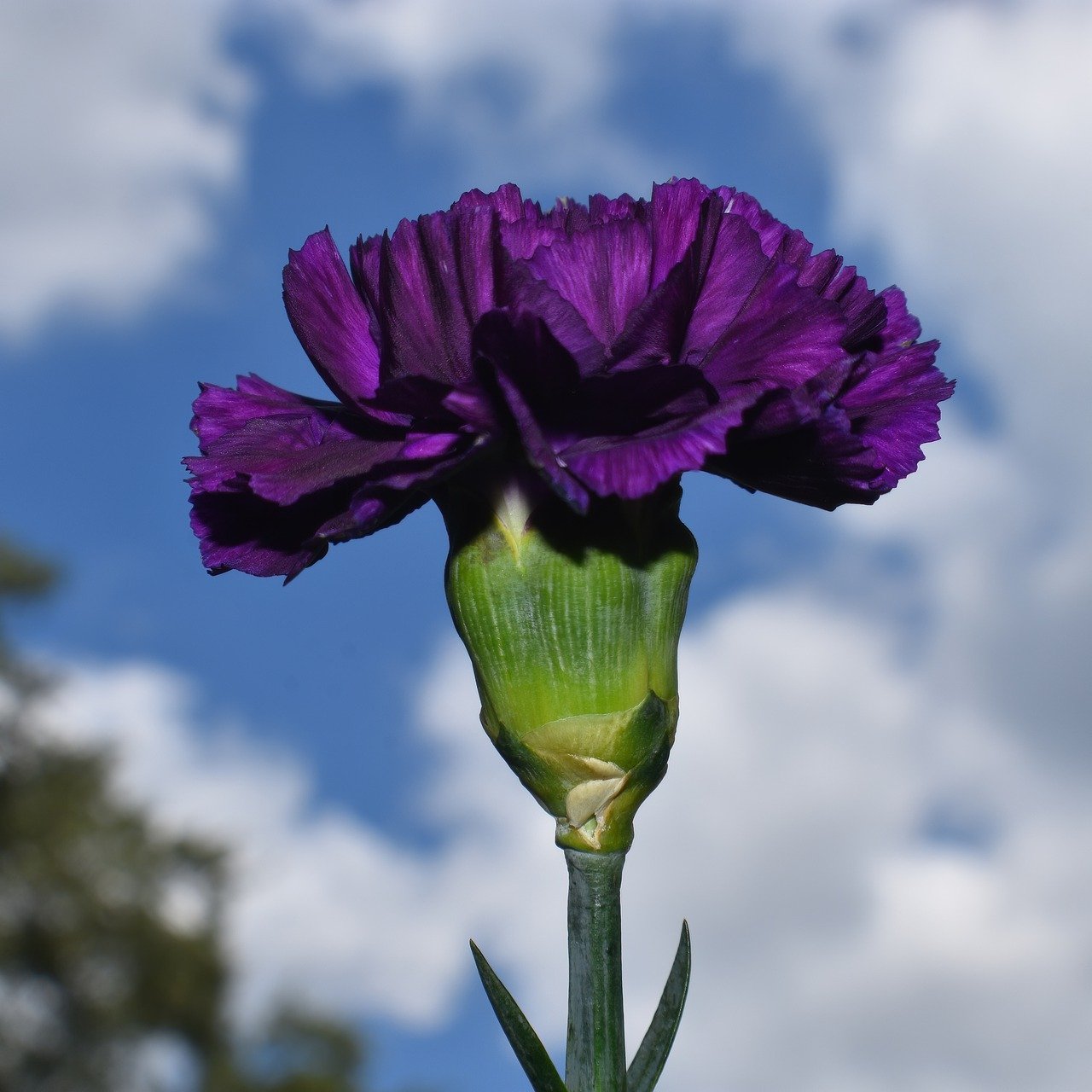 carnation, flower, plant-7442168.jpg